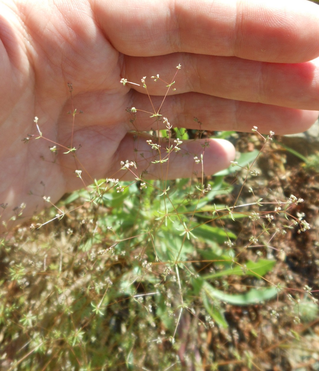 Galium divaricatum Lam. / Caglio divaricato